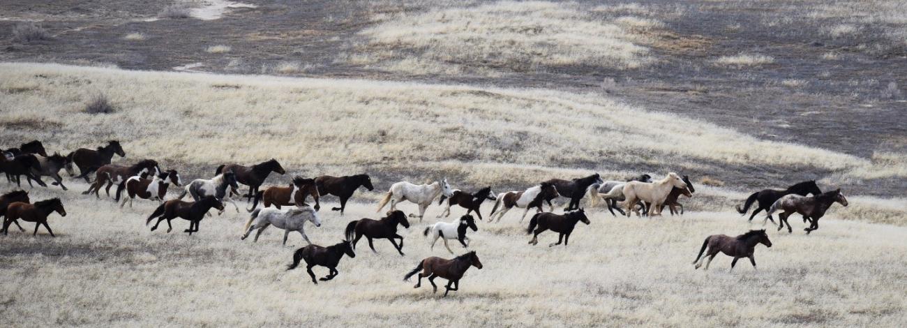 2022 Cedar Mountain Wild Horse Gather | Bureau Of Land Management